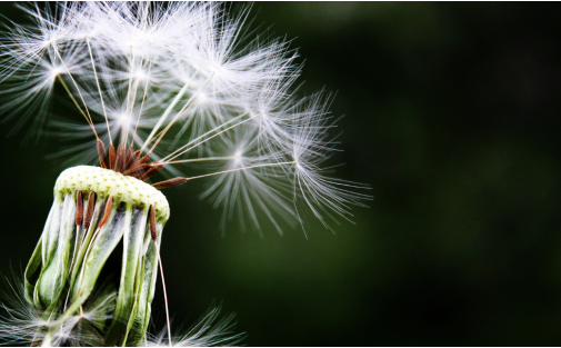 Allergie primaverili: come combatterle