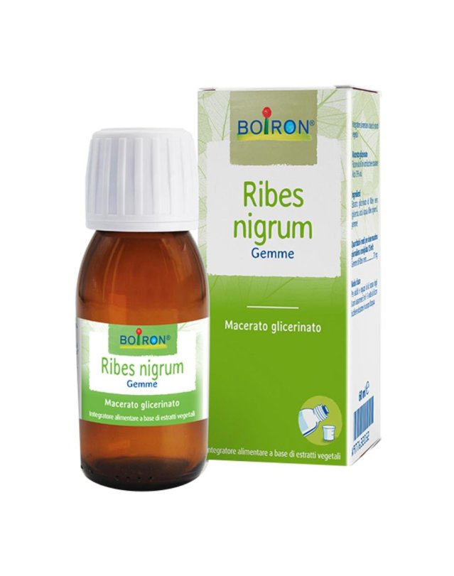RIBES NIGRUM 7CH GR